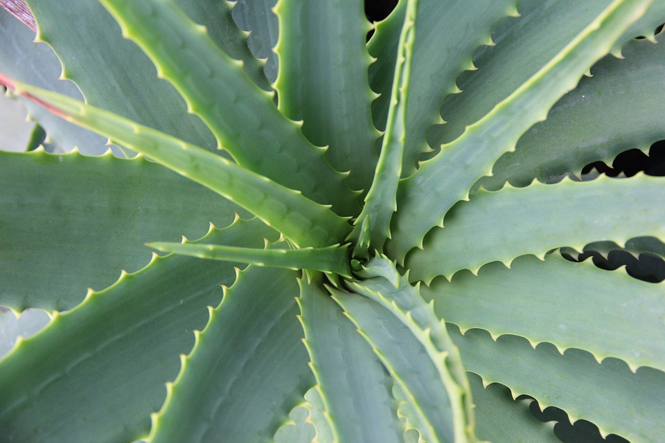 Aloe vera | Heilpflanze und Kosmetika | Ihre Apotheke
