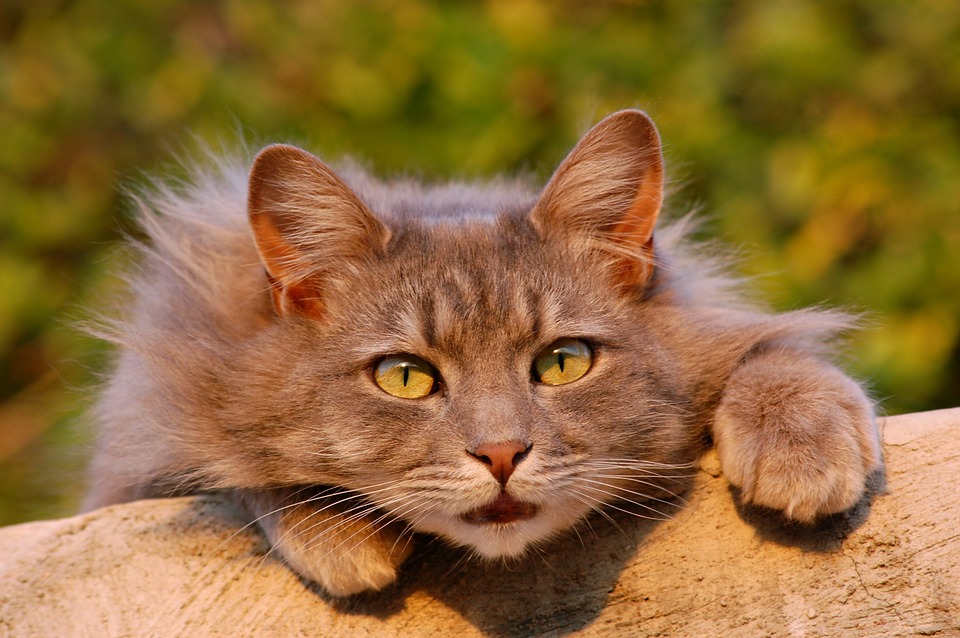 Toxoplasmose bei Katzen | Ihre Apotheke informiert › Info-Seite -  medikamente-per-klick