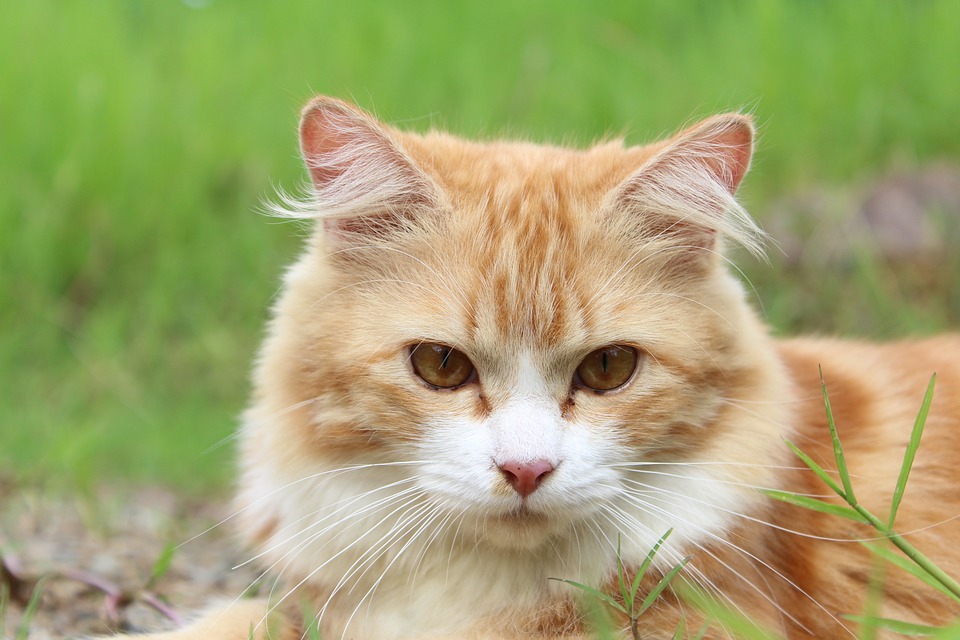 Kryptokokkose bei Katzen | Ihre Apotheke informiert