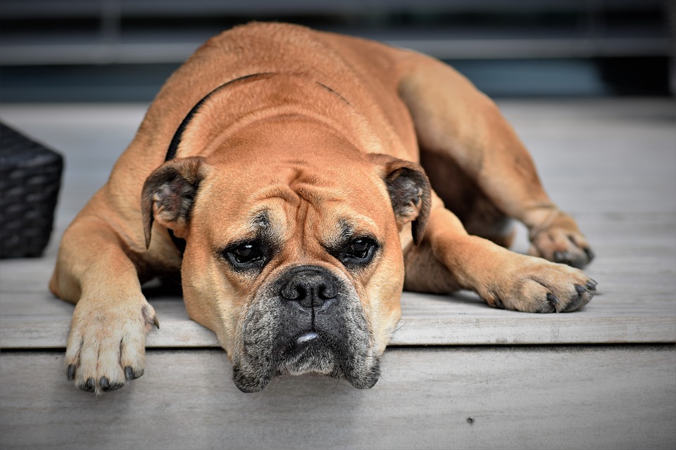 Giardien beim Hund | Ihre Apotheke informiert über Tierkrankheiten