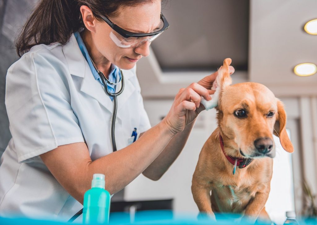 Ohrenentzündung beim Hund | Ihre Apotheke informiert