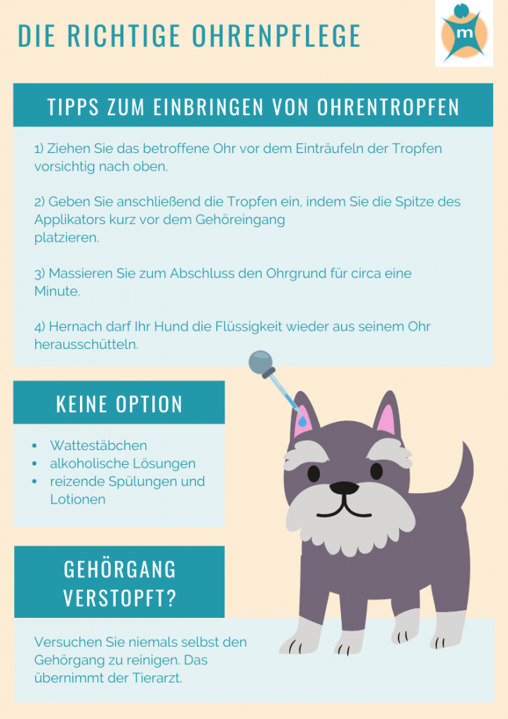 Ohrenentzündung beim Hund | Ihre Apotheke informiert