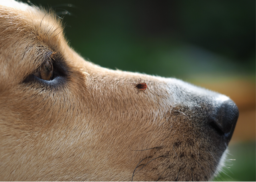 Zecke auf der Nase eines Hundes