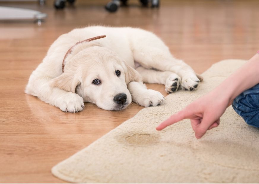 Blasenschwäche beim Hund | Ihre Apotheke informiert › Info-Seite -  medikamente-per-klick