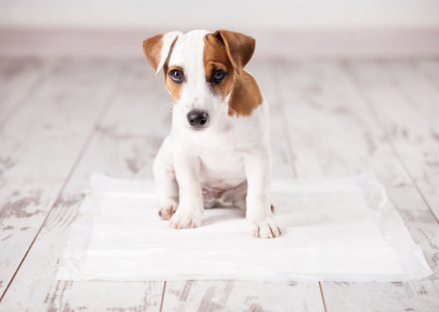 Blasenschwäche beim Hund Ihre Apotheke informiert