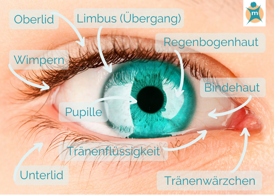 Trockene oder allergische Augen? Ihre Apotheke gibt Rat › Info-Seite -  medikamente-per-klick
