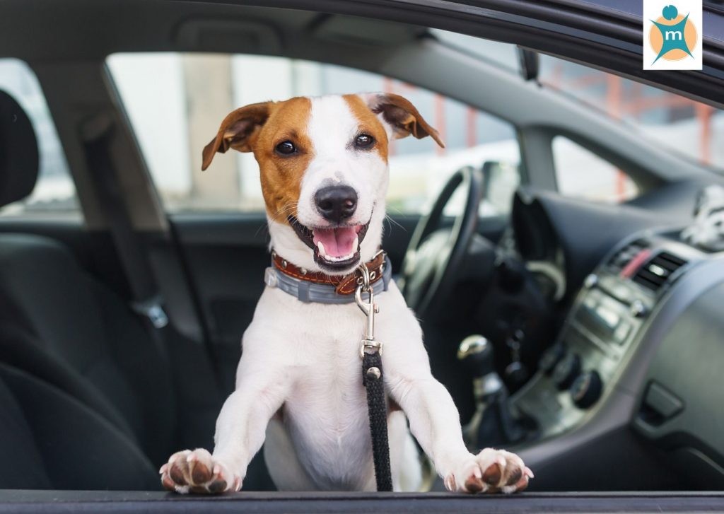 Reisekrankheit beim Hund | Ihre Apotheke informiert