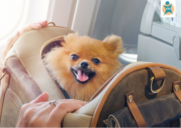 Reisekrankheit beim Hund Ihre Apotheke informiert