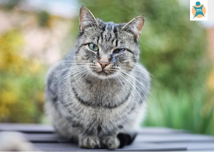 Katzenschnupfen | Ihre Apotheke informiert über Tierkrankheiten