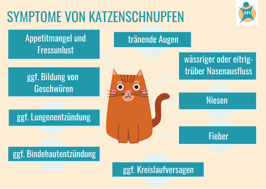 Katzenschnupfen | Ihre Apotheke informiert über Tierkrankheiten ›  Info-Seite - medikamente-per-klick