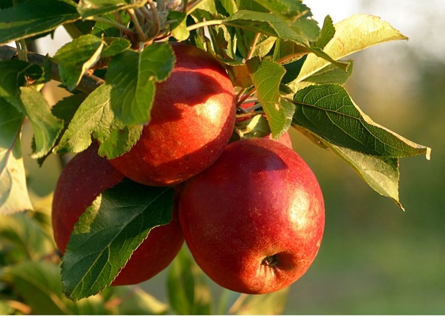 Apfel | Ihre Apotheke informiert über Ernährung