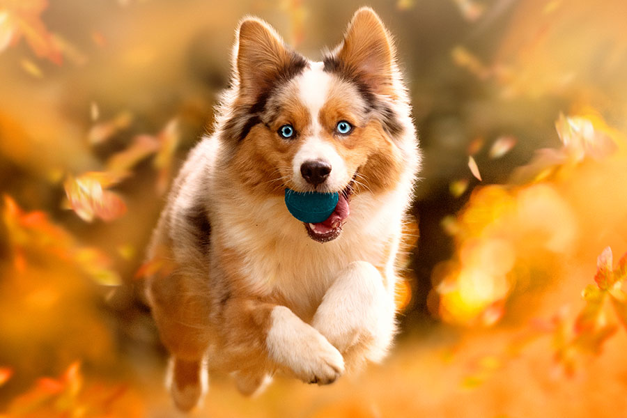 Vergiftungsgefahr im Herbst für Hunde: Walnüsse, Kastanien und Co.