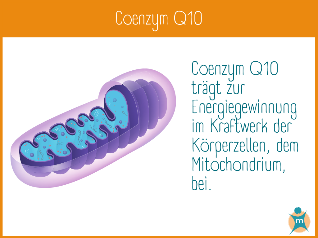 Coenzym Q10 | Ihre Apotheke informiert über Wirkstoffe