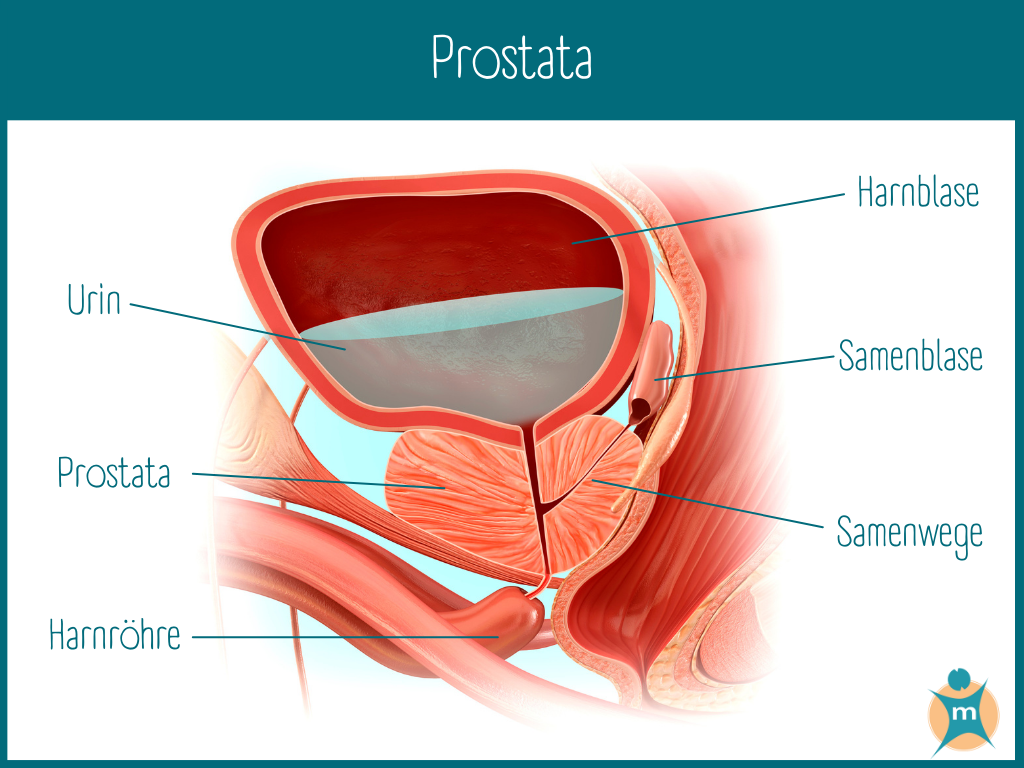 Tipps für eine gesunde Prostata | Ihre Apotheke › Info-Seite - medikamente -per-klick
