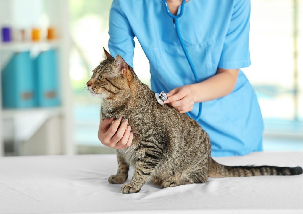 Flöhe bei Katzen | Ihre Apotheke informiert über Tiergesundheit