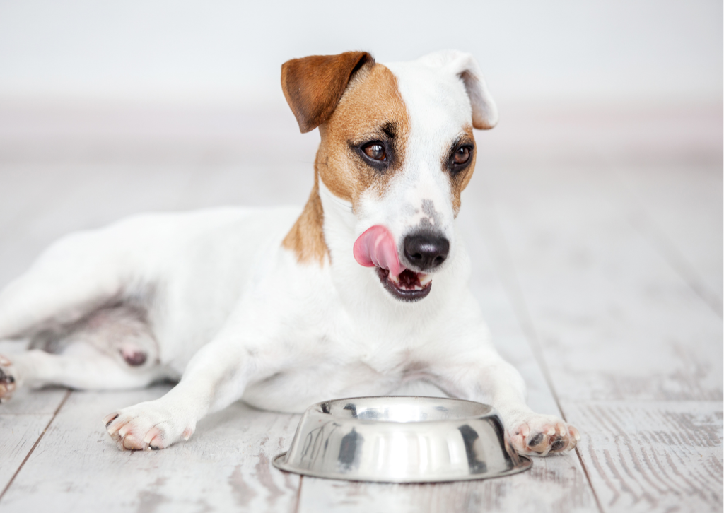 Futtermittelallergien und Futtermittelunverträglichkeiten bei Hunden ›  Info-Seite - medikamente-per-klick