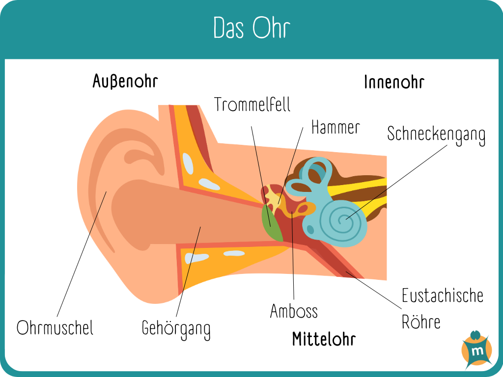 Infografik mit einer anatomischen Zeichnung des Ohrs