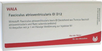 FASCICULUS atrioventricularis GL D 12 Ampullen - 10X1ml