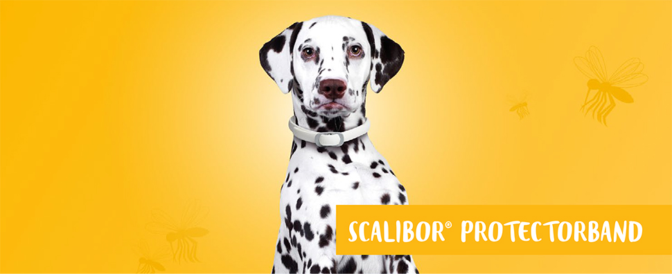 SCALIBOR Protectorband 48 cm f.kleine-mittl.Hunde (1 Stk) -  medikamente-per-klick.de